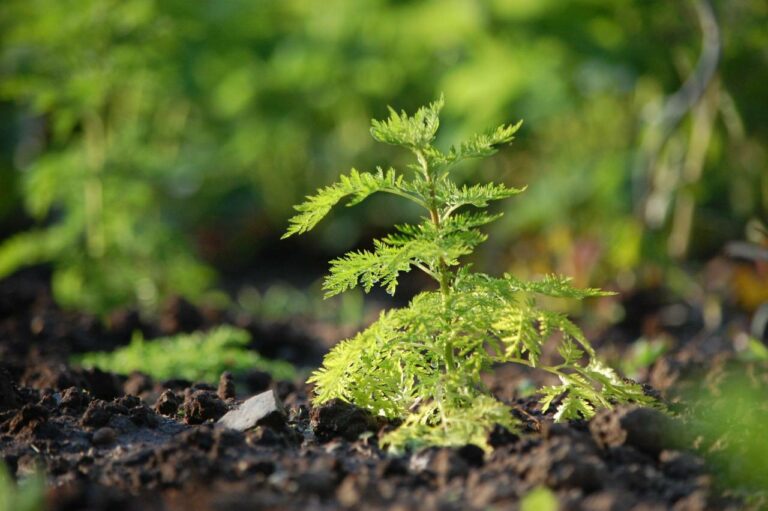 Artemisia annua und Artemisinin: Pflanze, Wirkstoff, Arzneimittel - mediclife.de